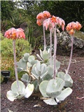 Cotyledon orbiculata-slika sa neta.  